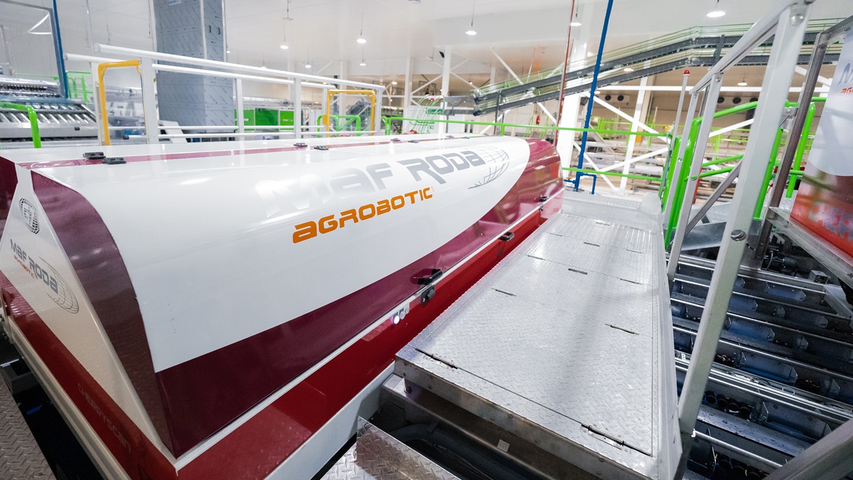 Sistema de clasificación de cereza de Maf Roda con inteligencia artificial en almacén poscosecha.jpg